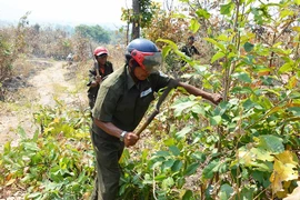 Quyết liệt phòng cháy, chữa cháy rừng trên địa bàn huyện Ia Pa