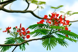 Tạp bút: Giai điệu tháng năm