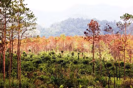 Nhức nhối hàng loạt cánh rừng bị hủy hoại ở Tây Nguyên