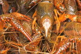 Thủy sinh nguy hiểm tràn vào Việt Nam