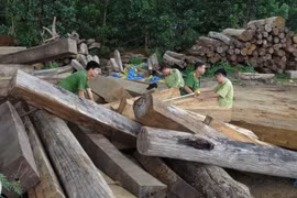 Hồi kết cho gỗ bất hợp pháp