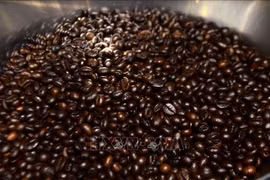 Truy xuất nguồn gốc cà phê qua mã số vùng trồng