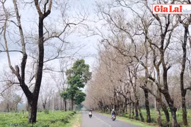 Xao xuyến muồng thay lá