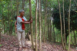 Loay hoay giữ-chặt cây bời lời