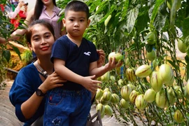 Đà Lạt thu hút du khách bằng các mô hình du lịch canh nông