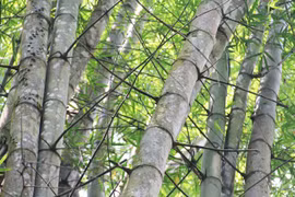 Kỳ thú tre khổng lồ