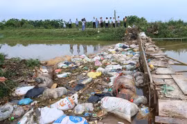 Cục Thú y giấu dịch hay làm trái chỉ đạo của Bộ?