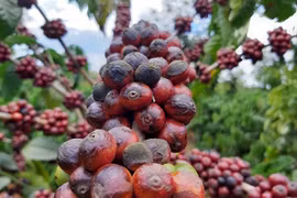 Giá cà phê Tây Nguyên "đỏ sàn", giá tiêu cũng mất kiểm soát