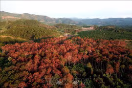 Khuất tất trong quản lý rừng ở Lâm Hà, Lâm Đồng