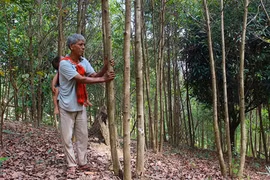 Loay hoay giữ-chặt cây bời lời