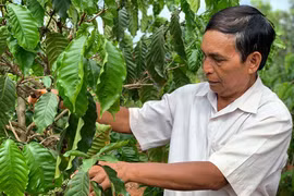 Cây cà phê trên vùng đất khó Ia Kreng