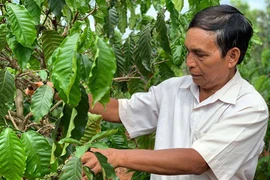 Cây cà phê trên vùng đất khó Ia Kreng
