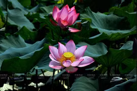 Sen Huế dịu dàng khoe sắc, tỏa hương thơm xoa dịu nắng Hè