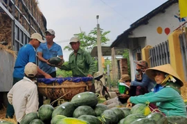 Trung Quốc "làm khó", xuất khẩu rau quả vẫn lấy lại "phong độ"