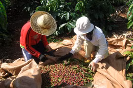 Thị trường cà phê liên tục chao đảo