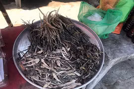 Săn "thần dược" biển Phú Quốc