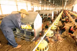 Cơ bản khống chế dịch bệnh gia súc, gia cầm trên cả nước