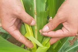 Đại họa sâu keo mùa thu ở Gia Lai