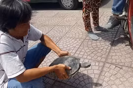 Lần theo đường dây bán rùa trái phép tại trung tâm Sài Gòn