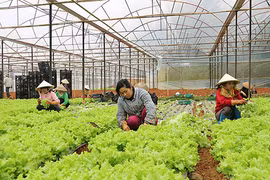 Góc khuất từ người nông dân