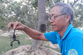 Chuyện ở đại ngàn: Săn bọ cạp 'thành tinh'