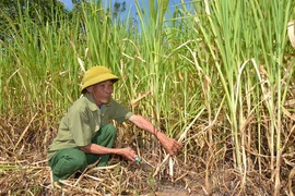 Những thương-bệnh binh ở huyện Krông Pa sản xuất giỏi