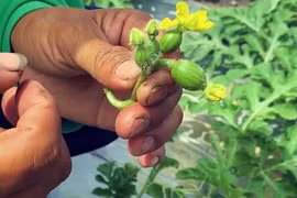 Hạt dưa hấu Việt lần đầu xuất Nhật: Giấc mơ lớn hơn