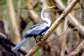 "Rình" ngắm chim cổ rắn, cò ma trong rừng tràm