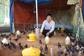 Khởi nghiệp từ trang trại gà