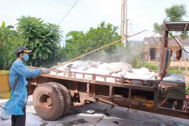 Đắk Lắk xuất hiện thêm ổ dịch tả lợn châu Phi,lan ra 7 huyện thị
