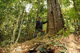 Người giữ rừng thông đỏ trên núi Voi