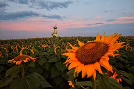 Chiêm ngưỡng hơn 5 triệu bông hoa hướng dương cùng nhau khoe sắc