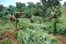 Phát hiện hàng trăm cây cần sa trong rẫy cà phê tại Lâm Đồng