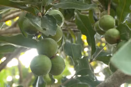 Cây 'tỷ đô' ở vùng đất Tây Nguyên