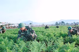 Quân đoàn 3: Đẩy mạnh tăng gia để cải thiện đời sống bộ đội