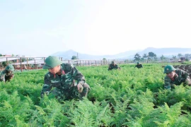 Quân đoàn 3: Đẩy mạnh tăng gia để cải thiện đời sống bộ đội