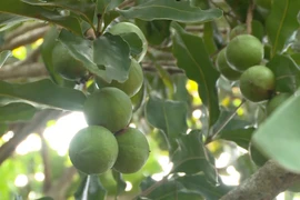 Cây 'tỷ đô' ở vùng đất Tây Nguyên