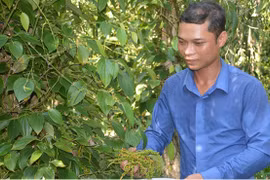 Trồng tiêu 'ôm gốc tràm'