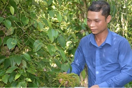 Trồng tiêu 'ôm gốc tràm'