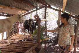 "Đàn dê thoát nghèo" giúp nông dân vượt khó
