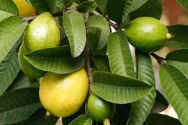 9 lợi ích sức khỏe bất ngờ từ quả ổi và lá ổi