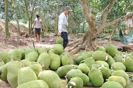 Cục Trồng Trọt lên tiếng cảnh báo việc dân trồng ồ ạt cây mít Thái