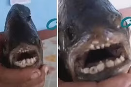 Bắt được loài cá kì lạ có hàm răng giống loài người