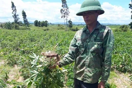 Ia Pa: Hơn 588 ha mì bị bệnh khảm lá