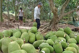 Trung Quốc siết chặt, giảm mạnh nhập khẩu, nông sản Việt lao đao