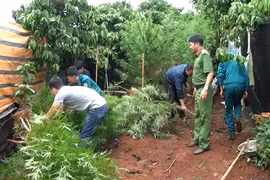 Vườn cần sa xen lẫn trong rẫy cà phê