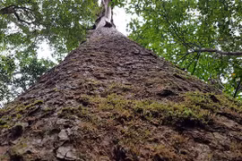 'Sứ giả thời tiền sử' trong rừng Bidoup