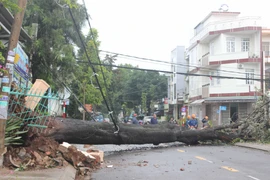 TP. Pleiku: Mưa to gió lớn làm ngã đổ cây xanh