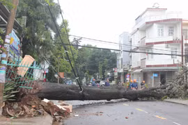 TP. Pleiku: Mưa to gió lớn làm ngã đổ cây xanh