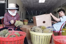 Trung Quốc ngừng mua, sầu riêng đang từ 100 ngàn/ký rớt còn 1 nửa
